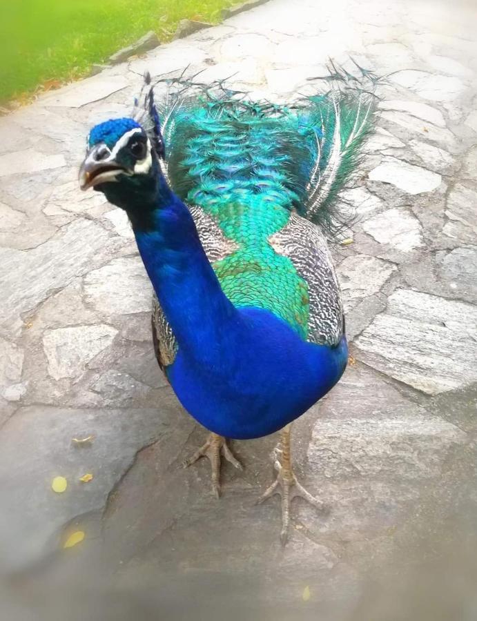 Villa Bratislava Demir Kapı Dış mekan fotoğraf
